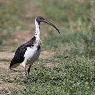 Straw-necked Ibis