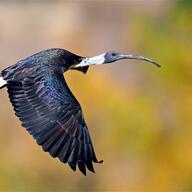 Straw-necked Ibis