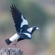 Australian Magpie