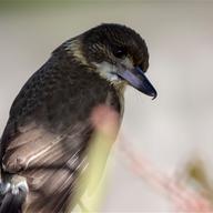 Grey Butcherbird