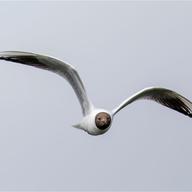 Black-headed Gull