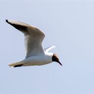 Black-headed Gull