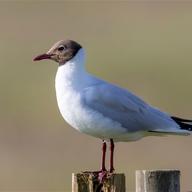 Black-headed Gull