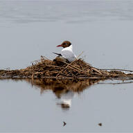 Black-headed Gull