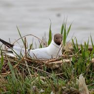 Black-headed Gull