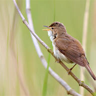 Eurasian Reed Warbler