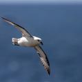 Northern Fulmar