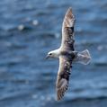 Northern Fulmar