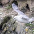 Northern Fulmar