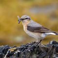 Northern Wheatear