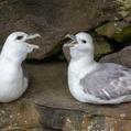 Northern Fulmar