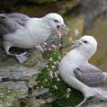 Northern Fulmar