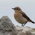 Northern Wheatear