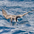 Fluttering Shearwater