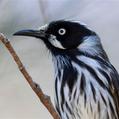 New Holland Honeyeater