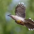 Red Wattlebird