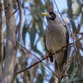 Noisy Miner