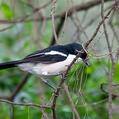 Tropical Boubou