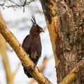 Long-crested Eagle