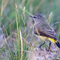 Yellow-rumped Thornbill