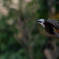 White-crested Laughingthrush