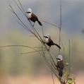 White-crested Laughingthrush