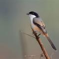 Long-tailed Shrike