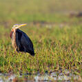 Purple Heron