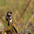 Siberian Stonechat