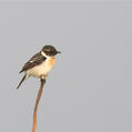 Siberian Stonechat