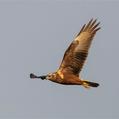 Eastern Marsh Harrier