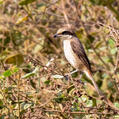 Brown Shrike