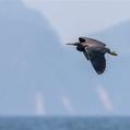 Pacific Reef Heron