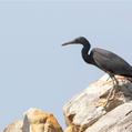 Pacific Reef Heron