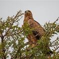 Tawny Eagle