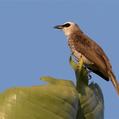 Yellow-vented Bulbul