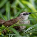 Yellow-vented Bulbul