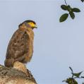 Crested Serpent Eagle