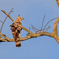 Wallace's Hawk-Eagle