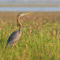 Purple Heron