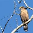 Crested Serpent Eagle