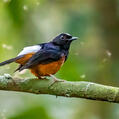 White-crowned Shama