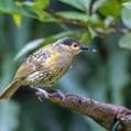 Macleay's Honeyeater