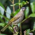 Lewin's Honeyeater