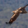 Wedge-tailed Eagle