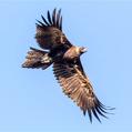 Wedge-tailed Eagle