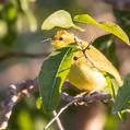 Yellow Honeyeater