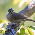 Little Friarbird