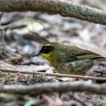 Yellow-throated Scrubwren