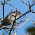 Rufous-banded Honeyeater